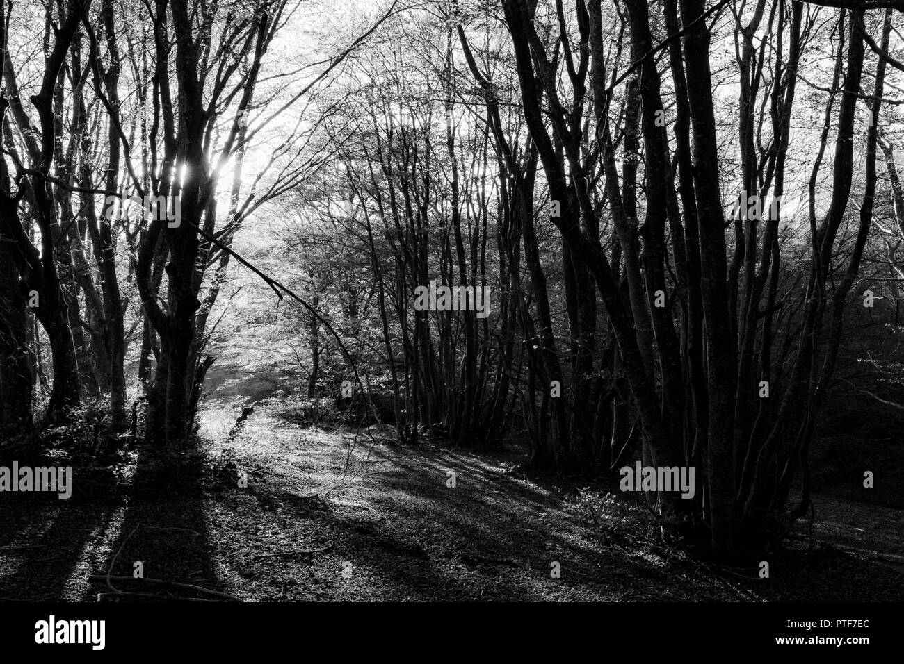 Forêt de hêtres dans Canfaito (Marches, Italie) au coucher du soleil avec de longues ombres Banque D'Images