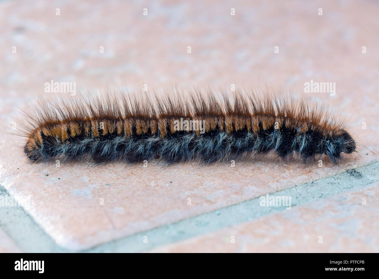 Macrothylacia rubi, le fox moth, Caterpillar Banque D'Images