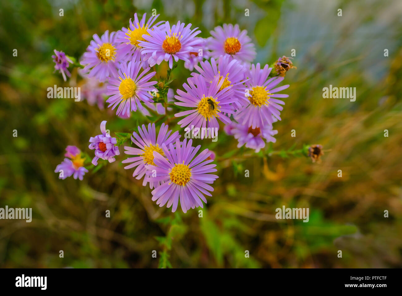 Libre Dun Groupe De Fleurs Aster Mauve Sauvage Avec Un