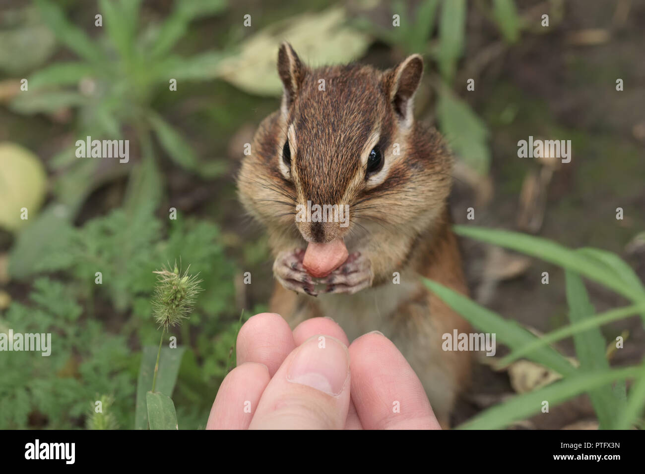 Le tamia rayé dans la nature. La farce est Chipmunk les aliments en bouche Banque D'Images