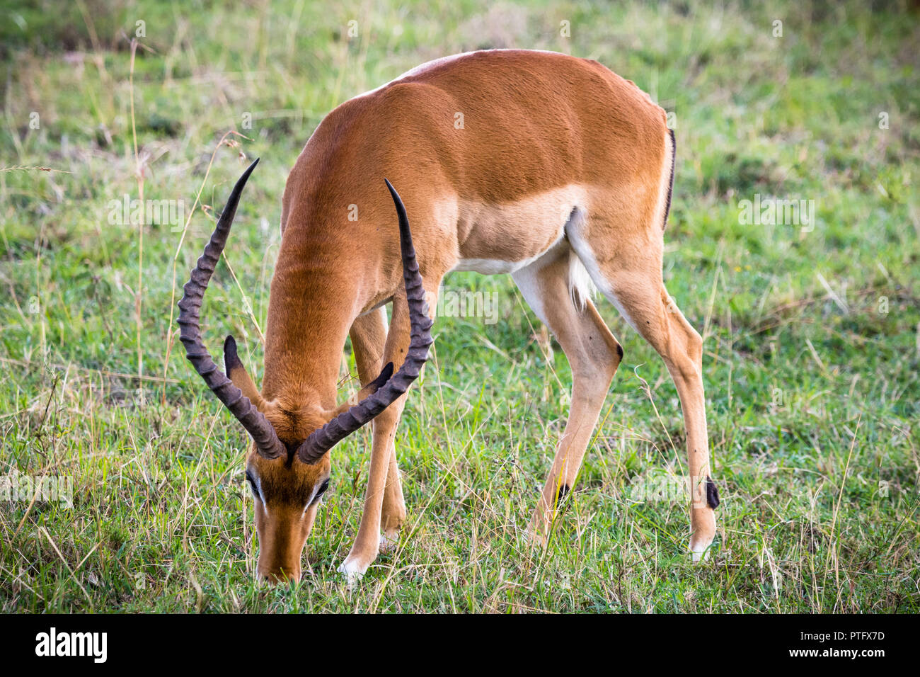 Impala le pâturage dans le Masai Mara National Reserve, Kenya Banque D'Images