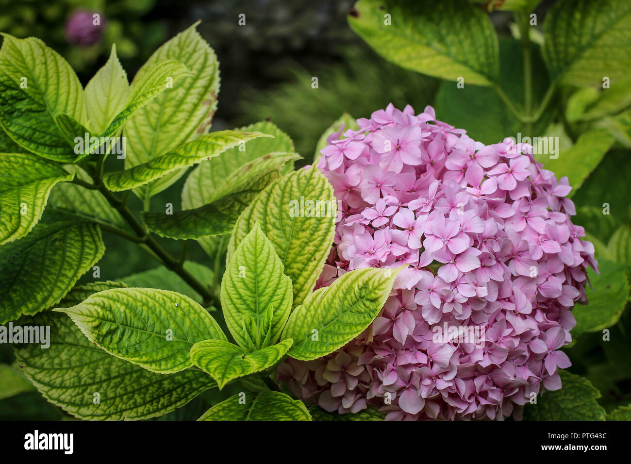 Fleurs roses d'Hydrangea dans le jardin de Belgrade, Serbie Banque D'Images