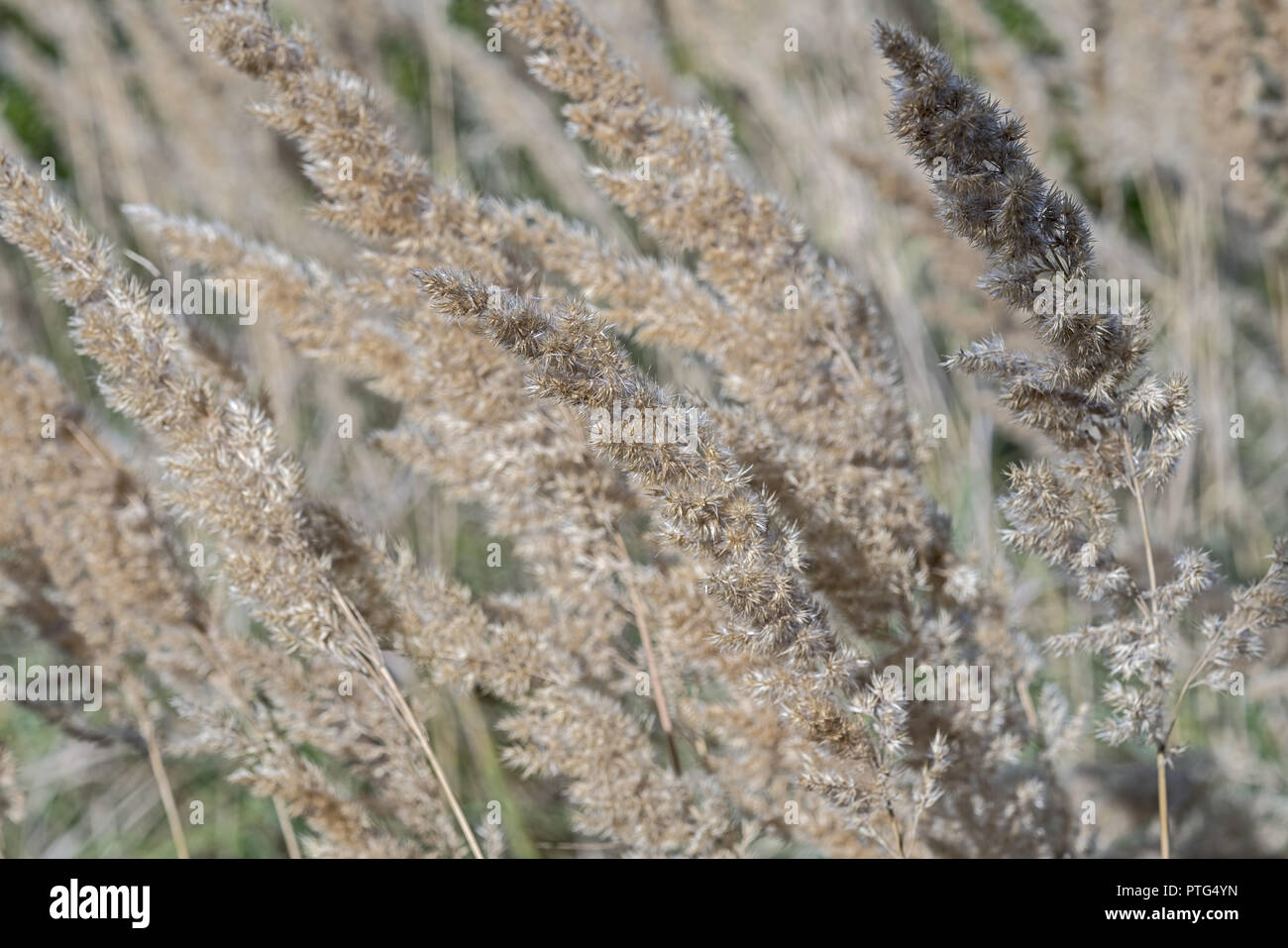 Envahi par une herbe se balançant dans le vent et photographiés en gros plan. Wyrośnięta kołysząca trawa saber na wietrze j'fotografowana zbliżeniu w. Banque D'Images