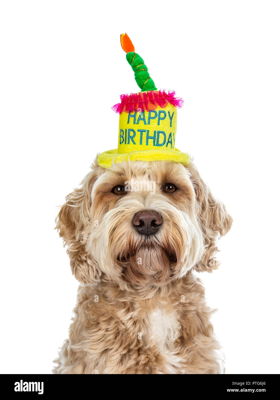 Head Shot Of Pretty Golden Labradoodle Chien Adultes Portant Un Joyeux Anniversaire Cake Hat Regardant Droit Dans Lense Isole Sur Fond Blanc Photo Stock Alamy Head Shot Of Pretty Golden Labradoodle Chien Adultes Portant Un Joyeux Anniversaire Cake Hat Regardant Droit Dans Lense Isole Sur Fond Blanc Photo Stock Alamy