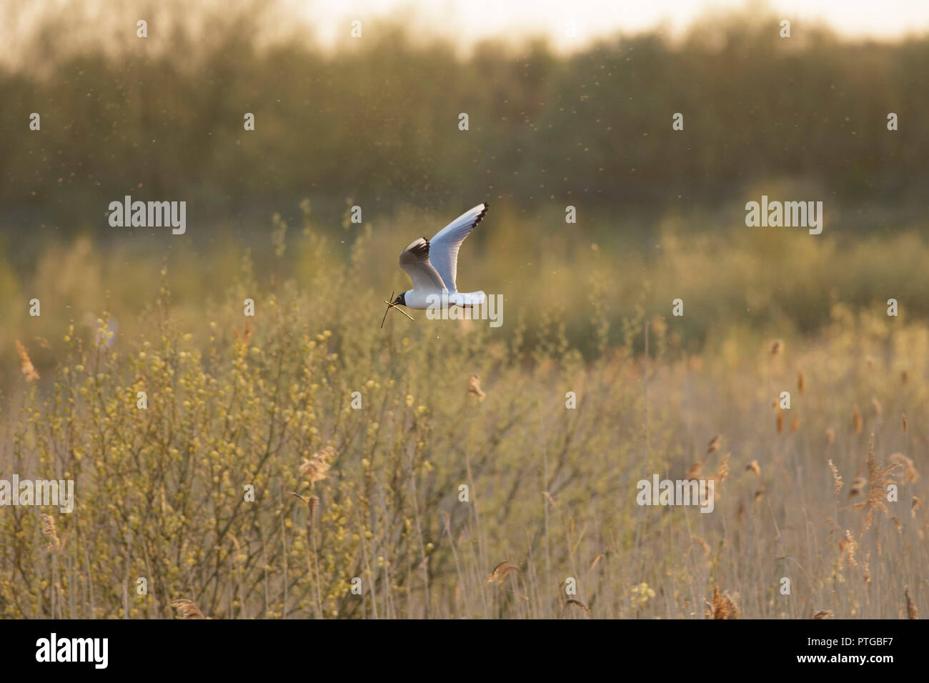 Mouette rieuse (Larus ridibundus), en vol, transportant des matériaux de nidification pour rameau, St Aidans Country Park, West Yorkshire, Angleterre, avril Banque D'Images