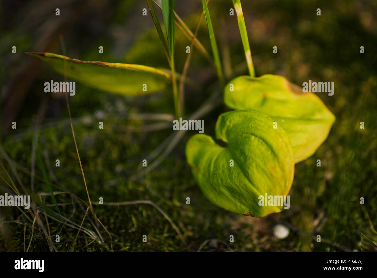 Beauté dans la nature Banque D'Images