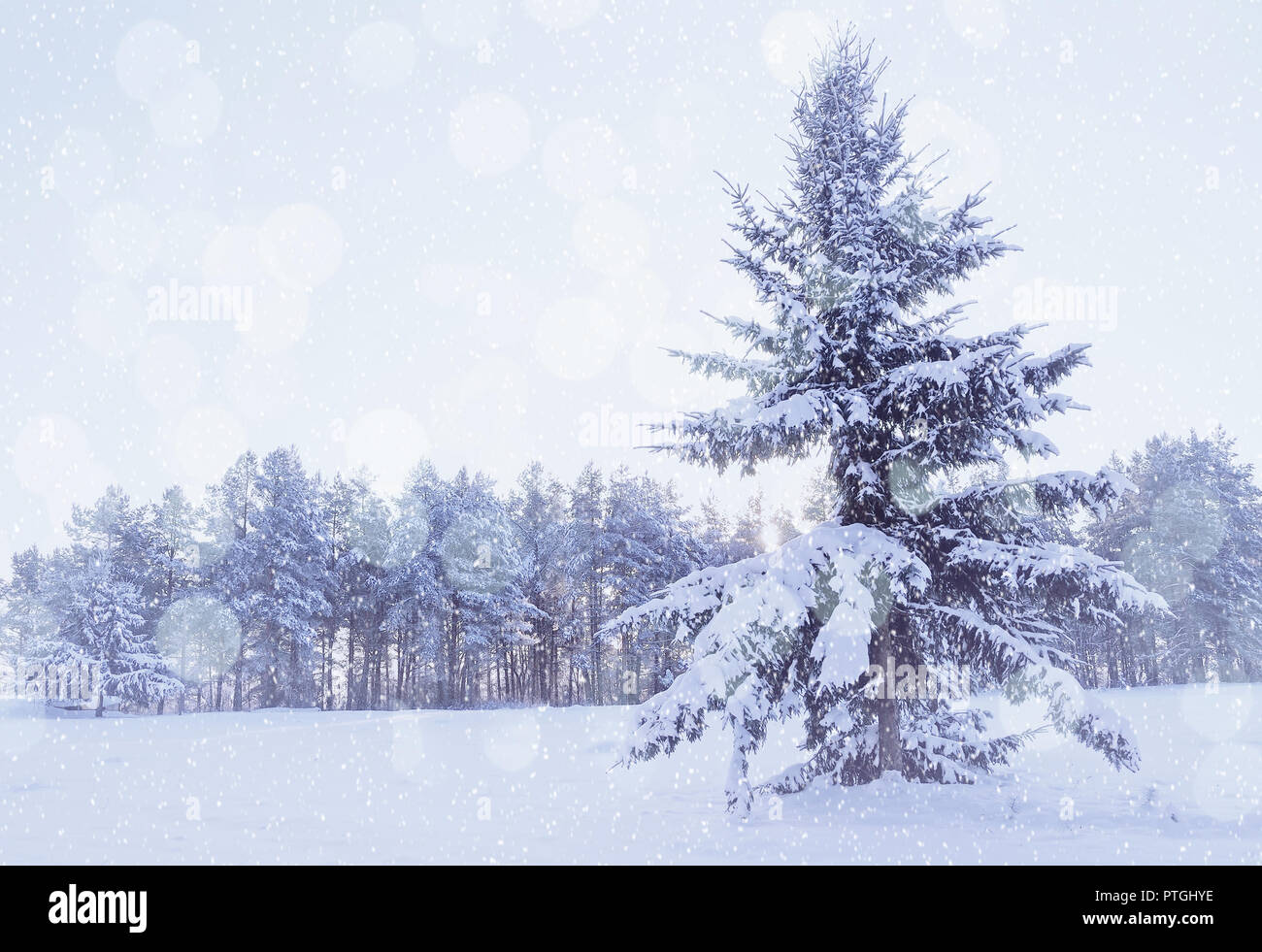 Paysage d'hiver - winter forest avec sapin enneigé au premier plan au cours  de neige par temps froid. Des tons froids.traitement scène pittoresque  d'hiver Photo Stock - Alamy