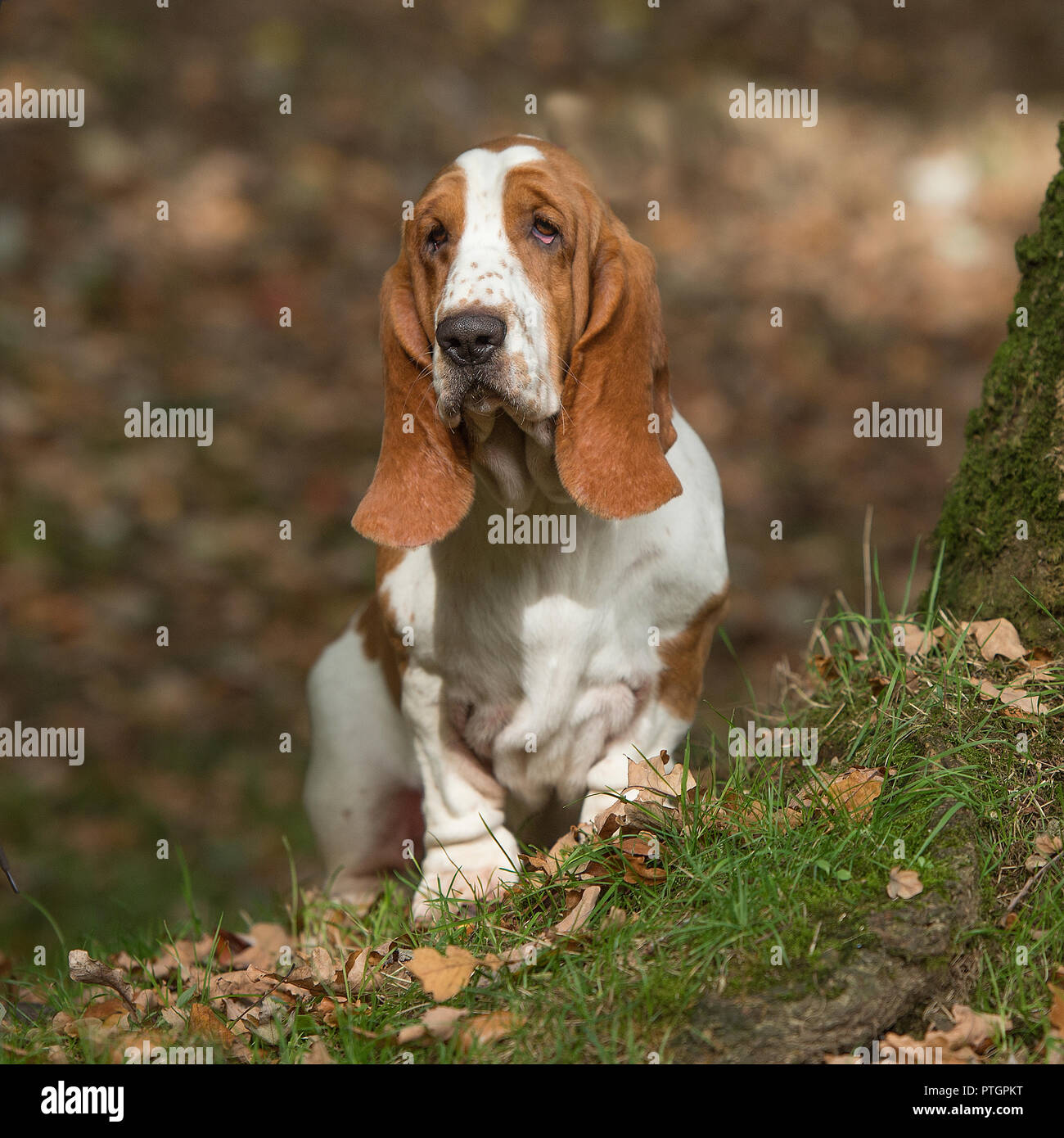 Basset hound Banque D'Images