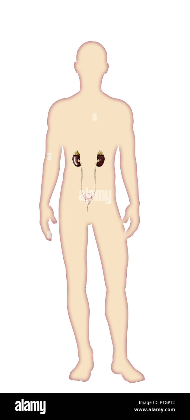 Illustration numérique de l'anatomie du corps humain Banque D'Images