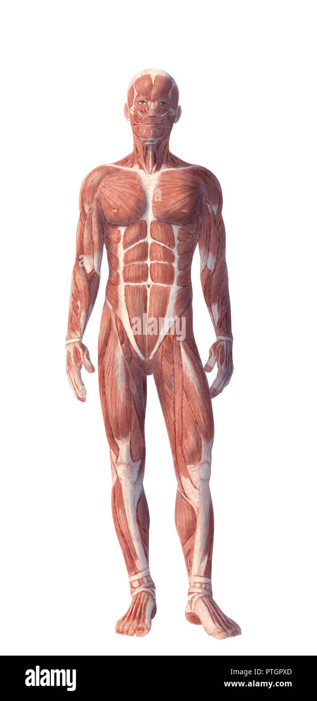Illustration numérique de l'anatomie du corps humain Banque D'Images
