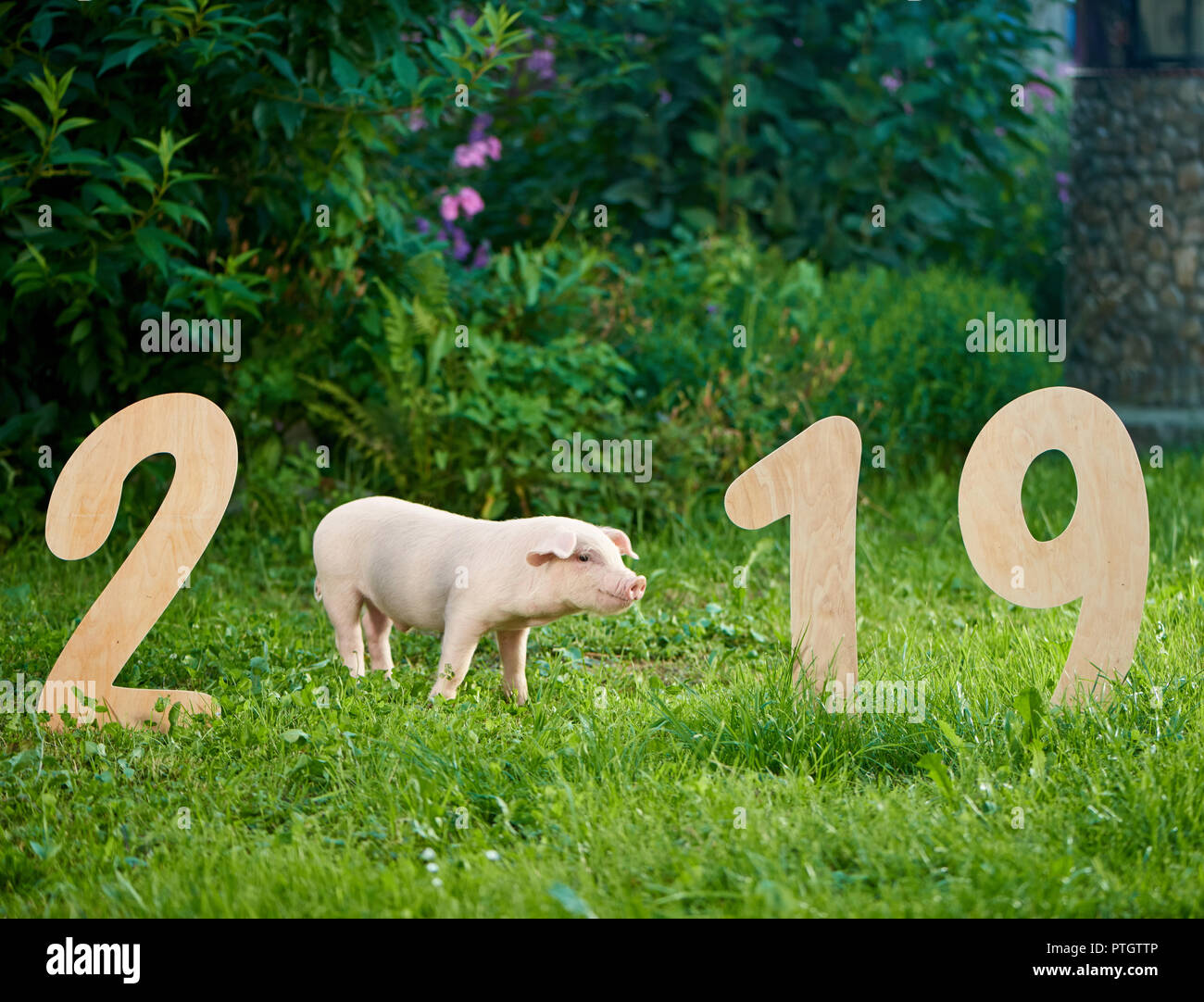 Piggy rose symbole de l'année 2019. Chiffres en bois cochon posant près de 2019 dans le jardin. Célébration du Nouvel an chinois pour calendrier traditionnel et l'horoscope. Banque D'Images