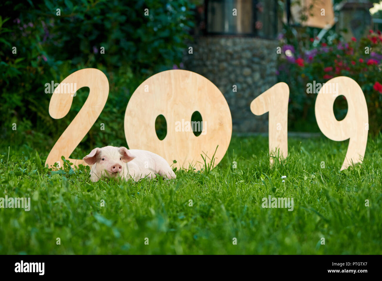 Chiffres en bois décoratif de nouvelle année 2019. Piggy mignon allongé sur l'herbe verte près de nombres. Zodiaque cochon rose comme symbole de chance. Concept de calendrier chinois et horoscope. Banque D'Images