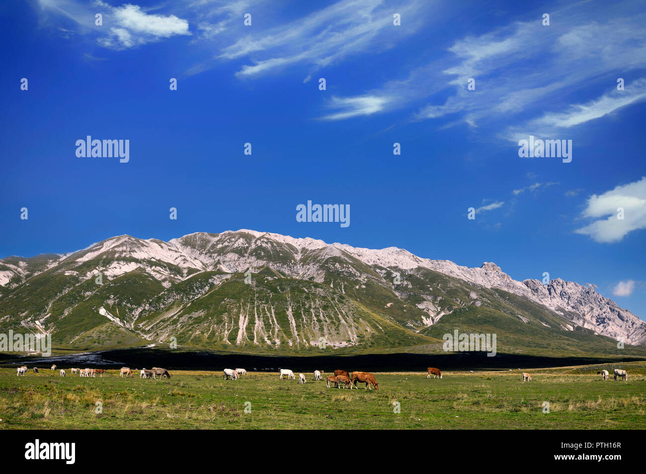 Le pâturage du bétail, l'Imperatore plateau, prairies alpines au-dessus de Gran Sasso et Monti della Laga National Park, près de l'Aquila, Abruzzo, Italie. Banque D'Images