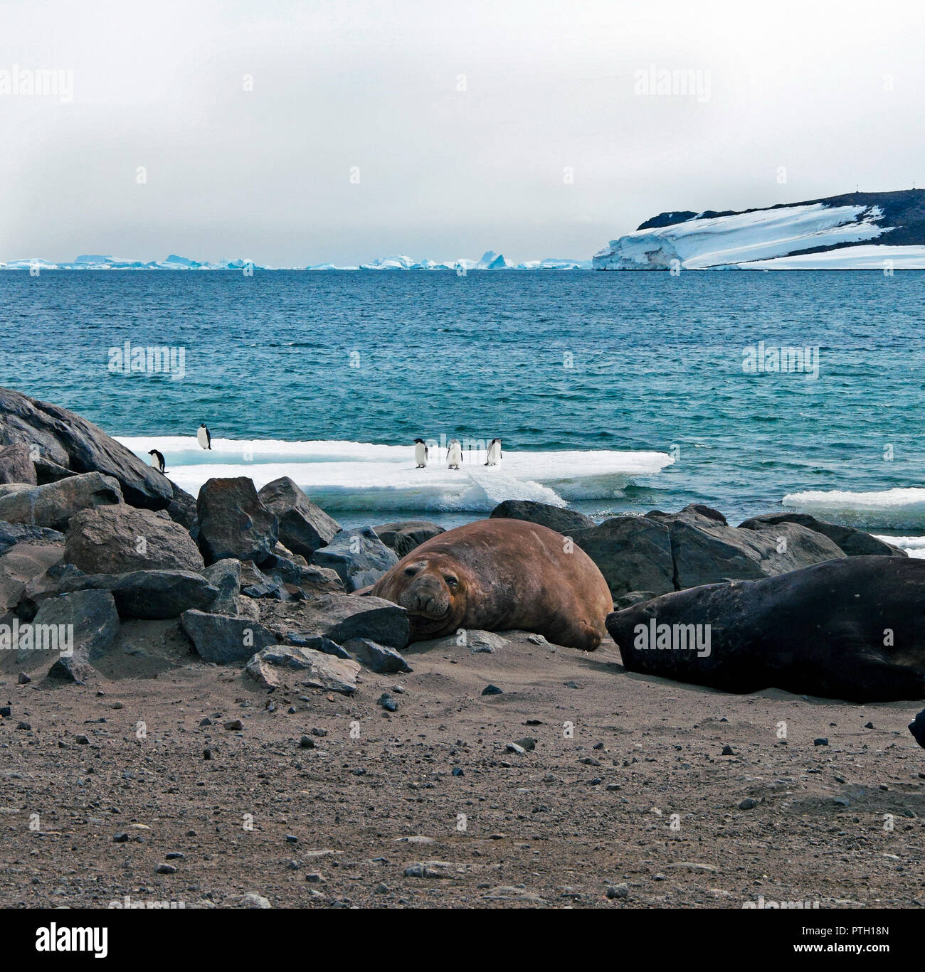 Le phoque barbu (Erignathus barbatus) cow repose sur la glace de mer . Fermer - ap Banque D'Images