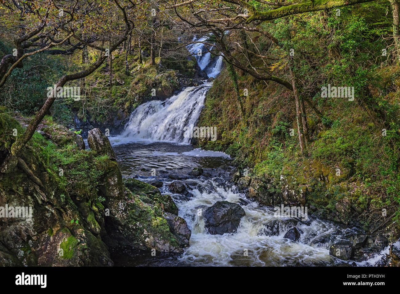 Rhaeadr Ddu ou Noir tombe sur l'Afon (rivière) dans le Ganllwyd Gamlan Coed National Nature Reserve dans le Coed-Y-Brenin forêt près de Ganllwyd Banque D'Images