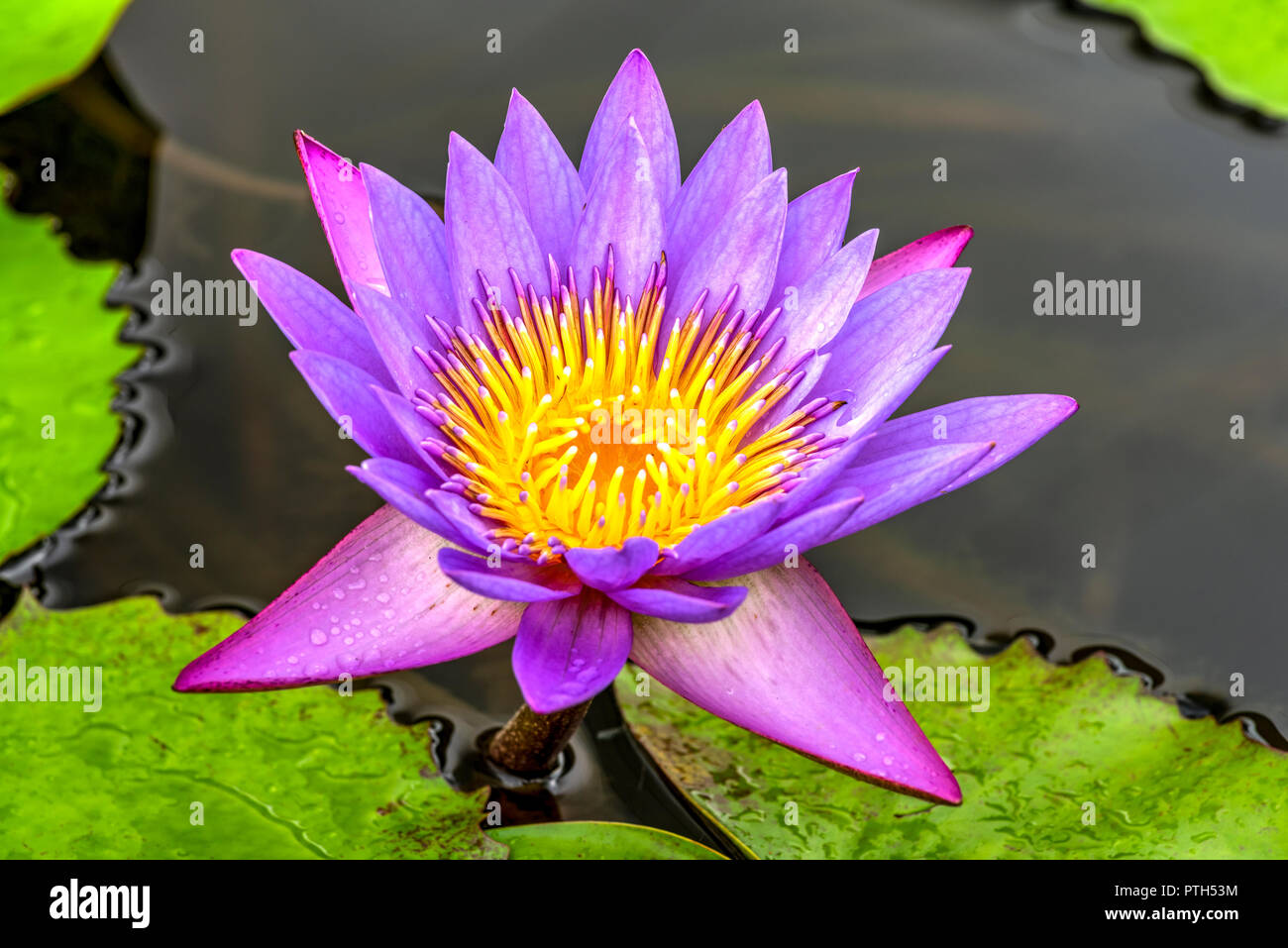 Blue Star ou nénuphar Nymphaea Stellata Banque D'Images