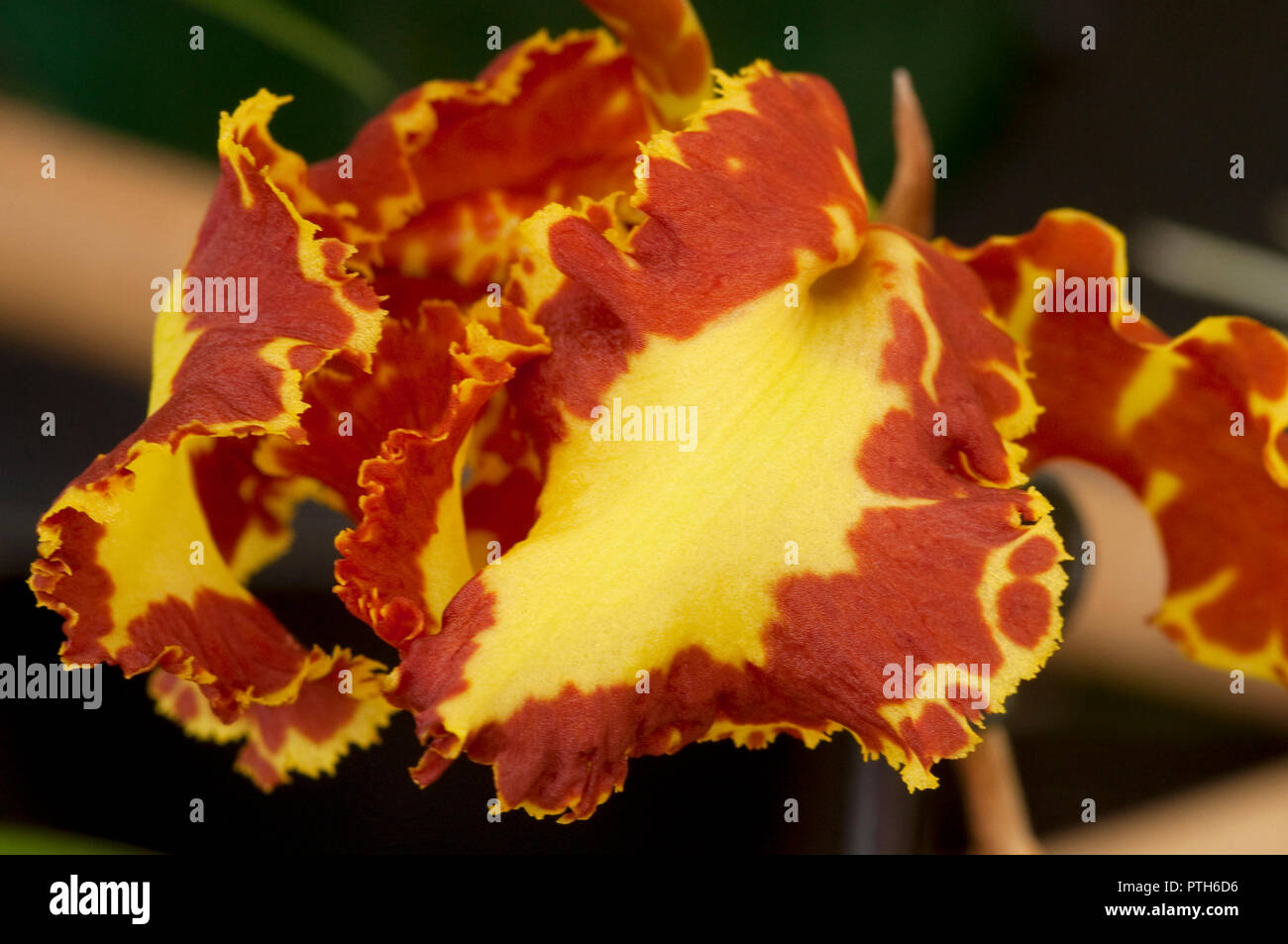 Orchidée Fleur Psychopsis Papilio Banque D'Images