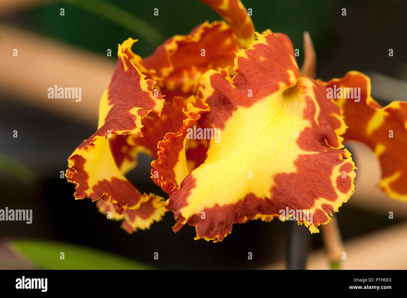 Orchidée Fleur Psychopsis Papilio Banque D'Images