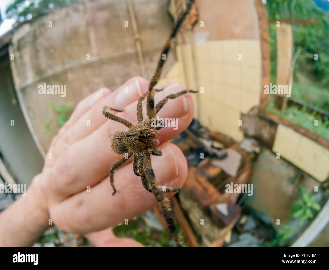 Phoneutria (errance brésilien armadeira, araignée) marche sur la main de l'araignée venimeuse, célèbre pour être bien que rarement mortelles morsures sont mortelles. Banque D'Images
