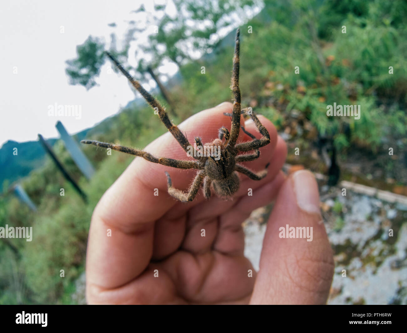Phoneutria (errance brésilien armadeira, araignée) marche sur la main de l'araignée venimeuse, célèbre pour être bien que rarement mortelles morsures sont mortelles. Banque D'Images