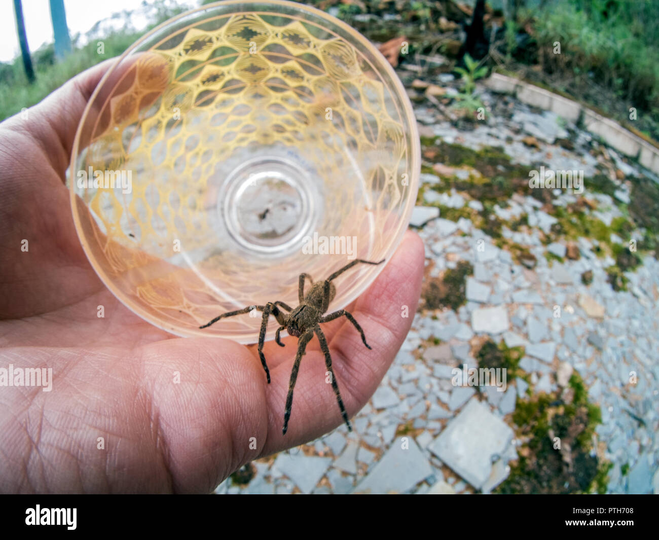 Phoneutria (brésilien) armadeira errance spider, enregistrées à l'intérieur d'une tasse en verre et marcher sur un côté, connu pour les décès chez les enfants et les personnes âgées. Banque D'Images