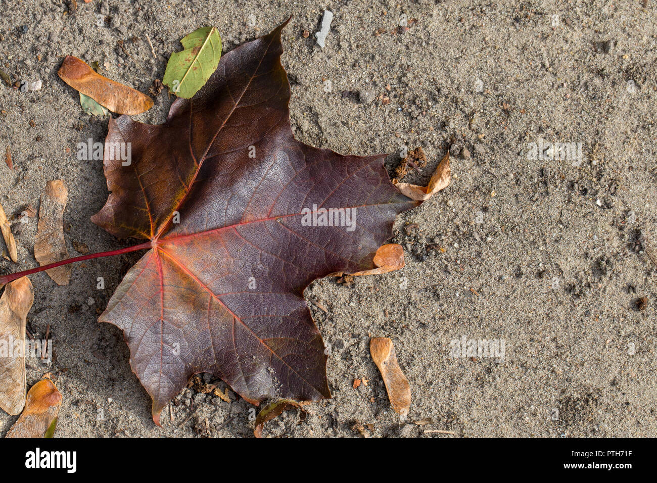 Couleurs d'automne - marron feuille d'érable sur le terrain Banque D'Images