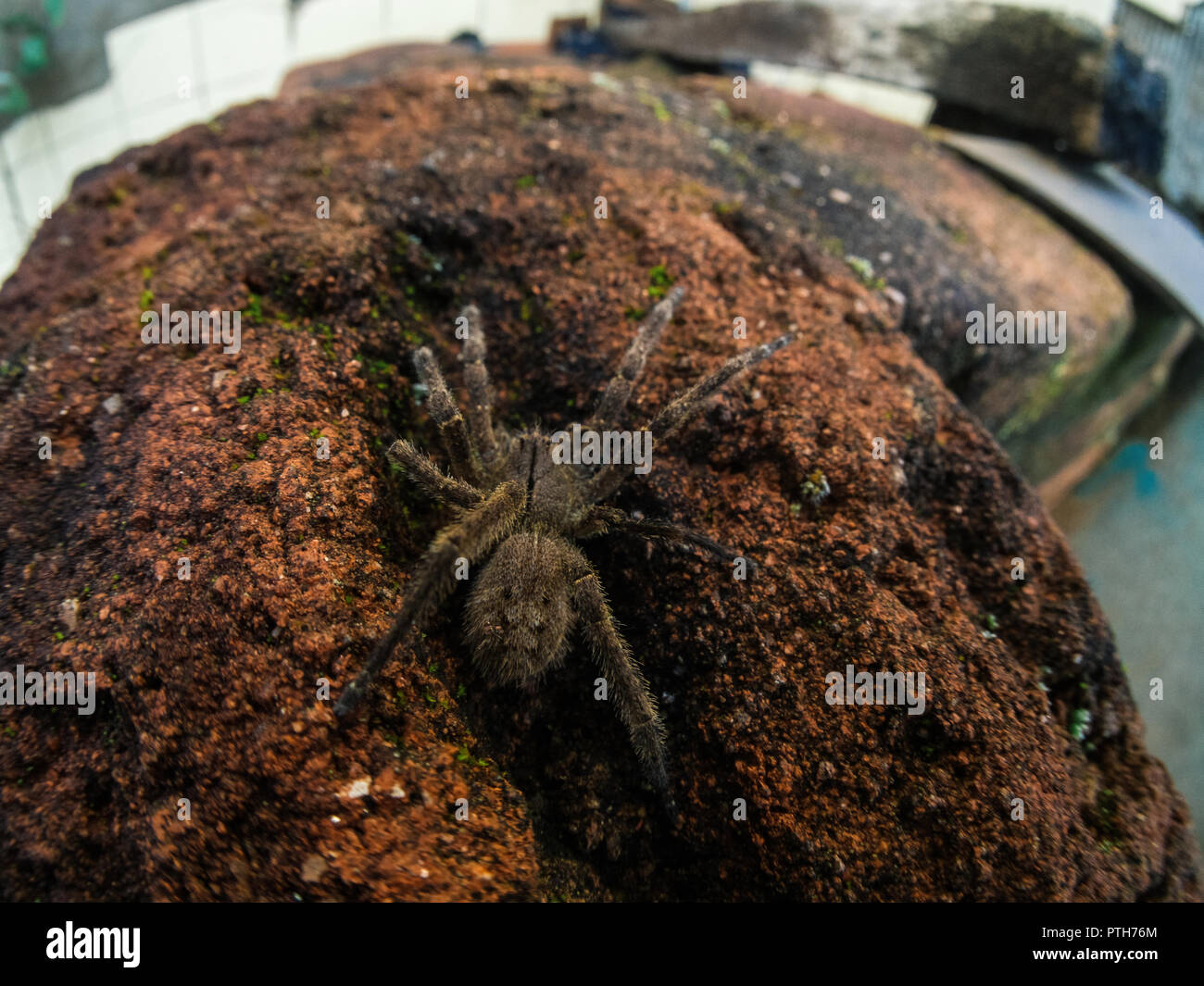 Macro fisheye de Phoneutria (brésilien) armadeira errance spider, sur la foregound avec débris de démolition sur l'arrière-plan Banque D'Images
