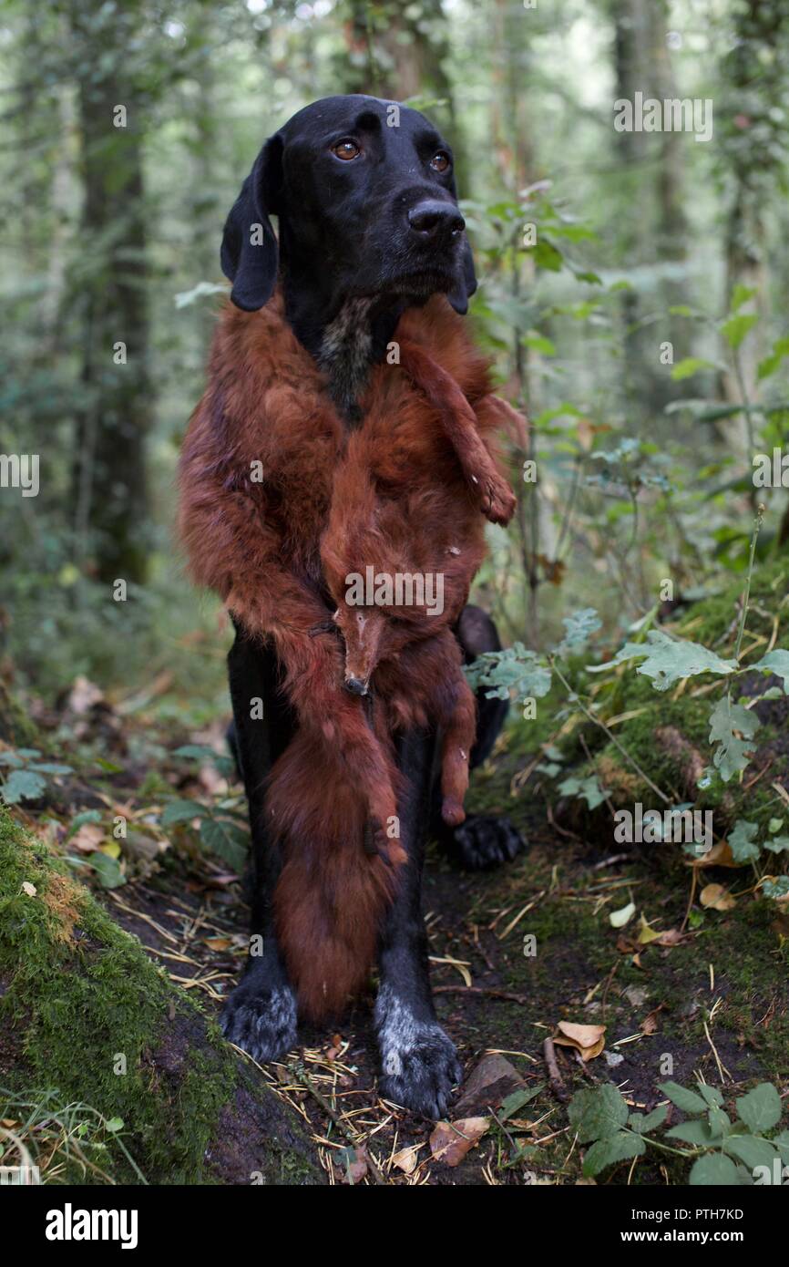 Portrait de chien pointeur portant manteau de fourrure de renard dans la forêt Banque D'Images