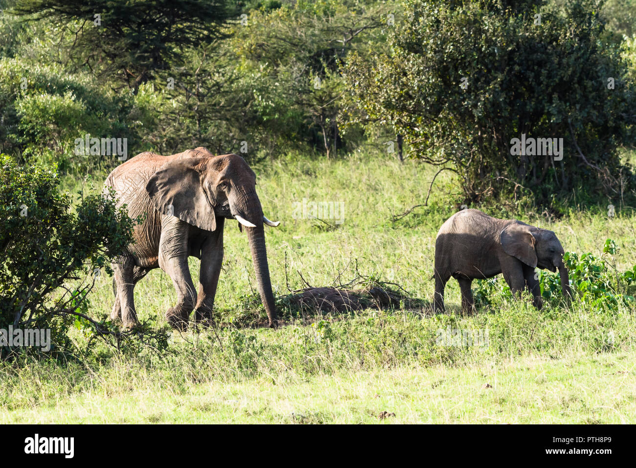 Les jeunes et adultes des éléphants, Maasai Mara National Reserve, Kenya Banque D'Images