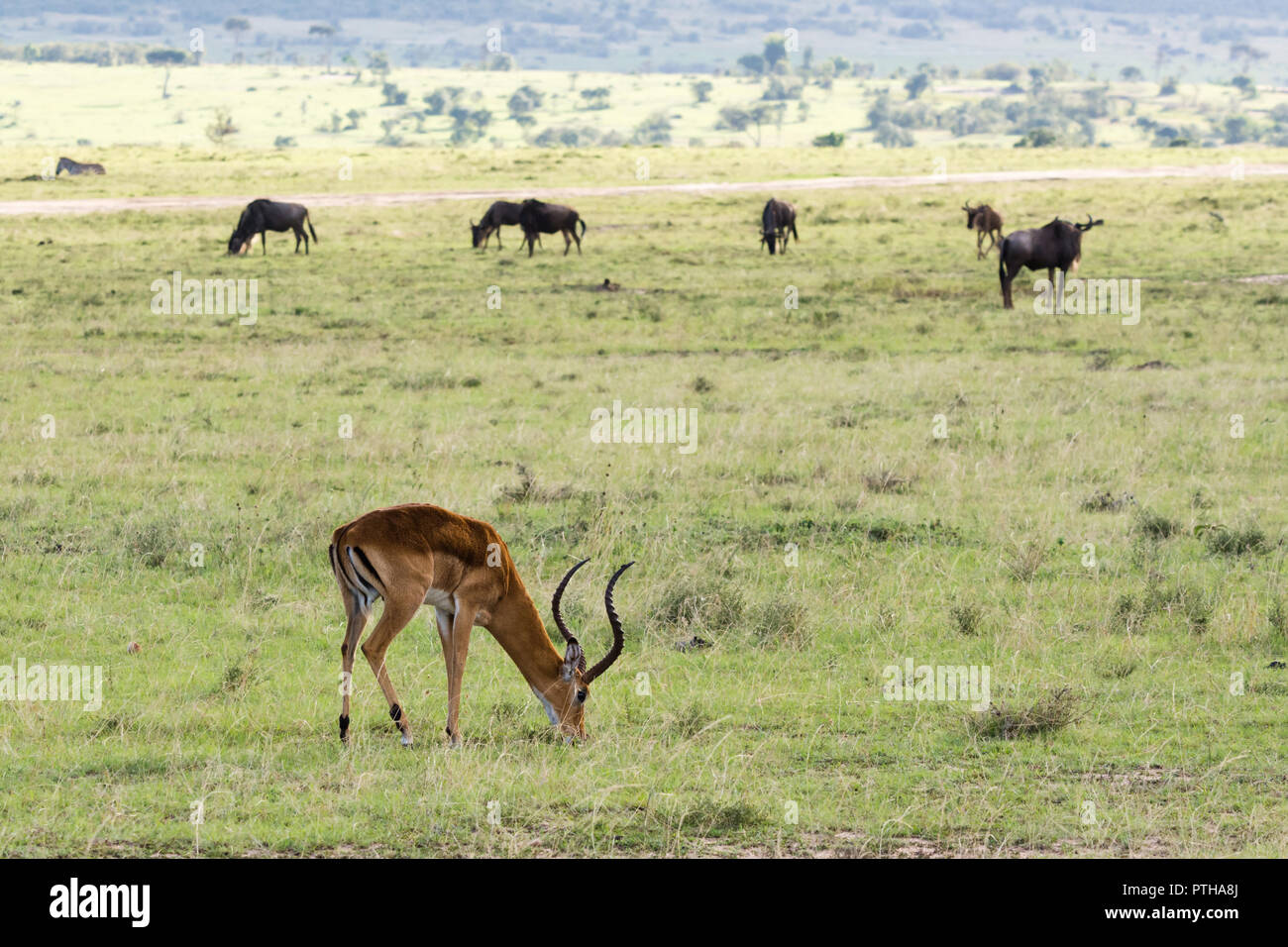 Impala le pâturage dans le Masai Mara National Reserve, Kenya Banque D'Images