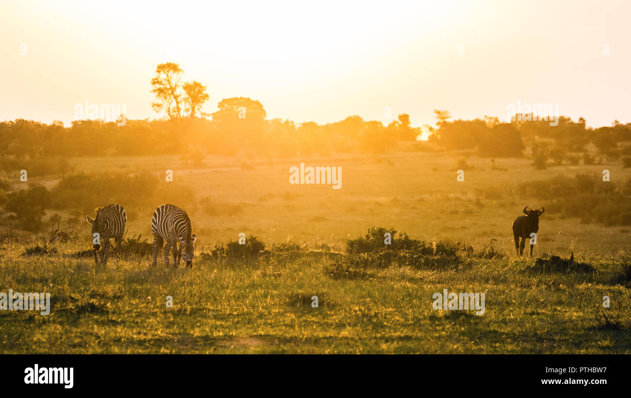 Une paire de zèbres et gnous au coucher du soleil un pâturage, Maasai Mara National Reserve, Kenya Banque D'Images