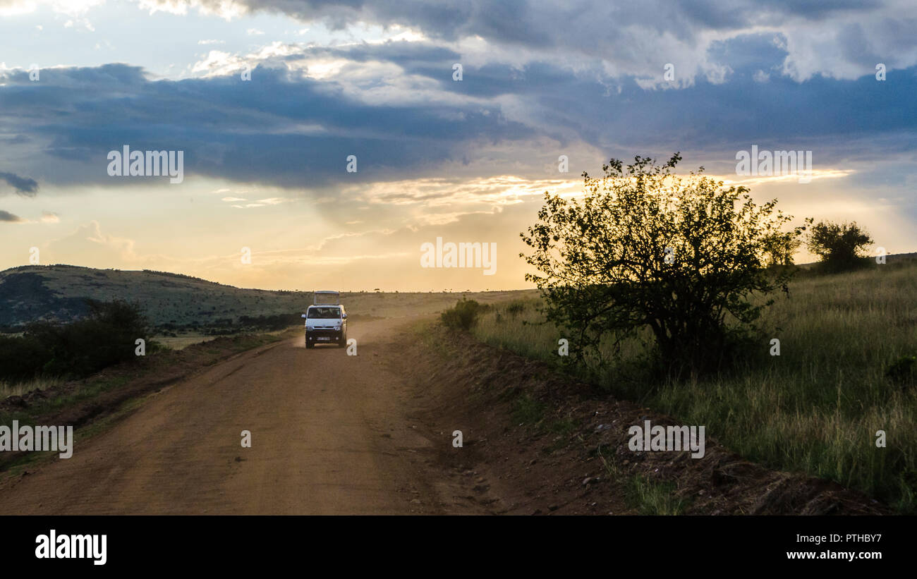 Dans l'après-midi safari en jeep touristiques commande de jeu, Maasai Mara National Reserve, Kenya Banque D'Images