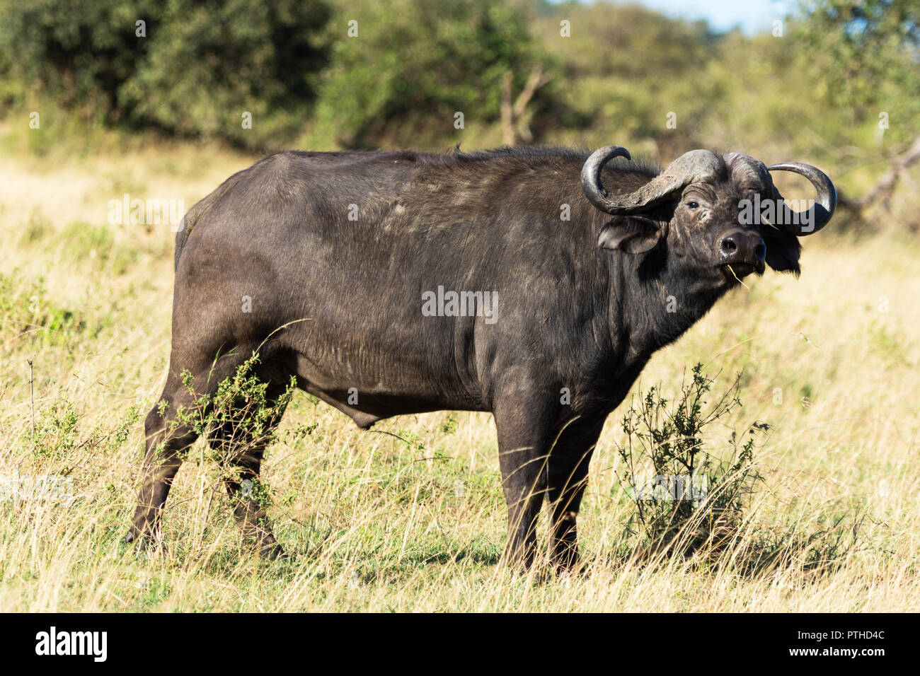 Buffle (Syncerus caffer), Maasai Mara National Reserve, Kenya Banque D'Images