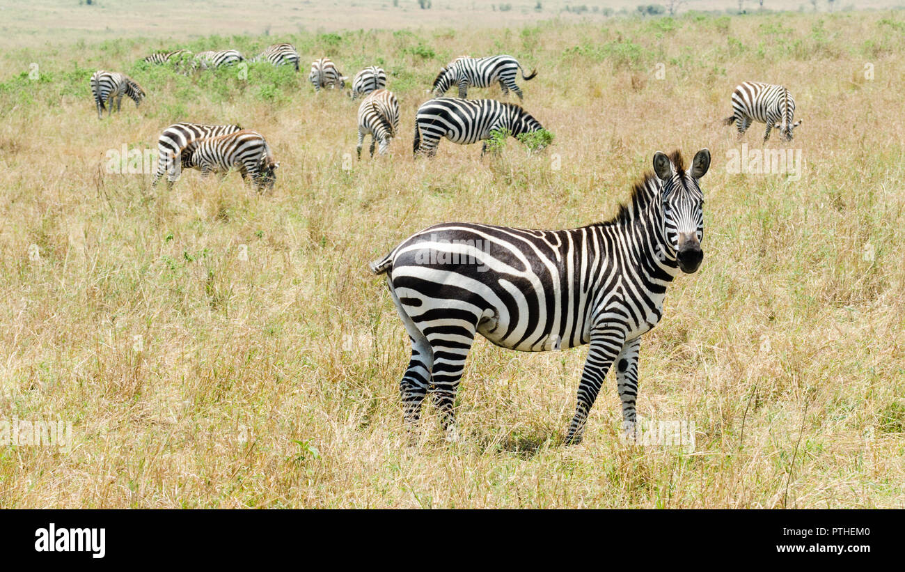 Les zèbres dans le Masai Mara, Kenya Banque D'Images