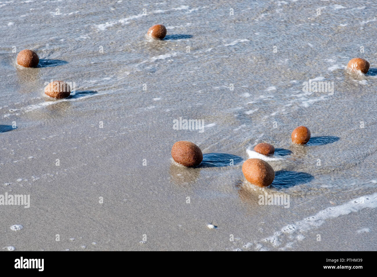 Boules de la mer sur une plage faite de Posidonia oceanica, Neptune Grass Méditerranée Tapeweed egagropili (fibreux), près de Arborea, Sardaigne, Italie Banque D'Images