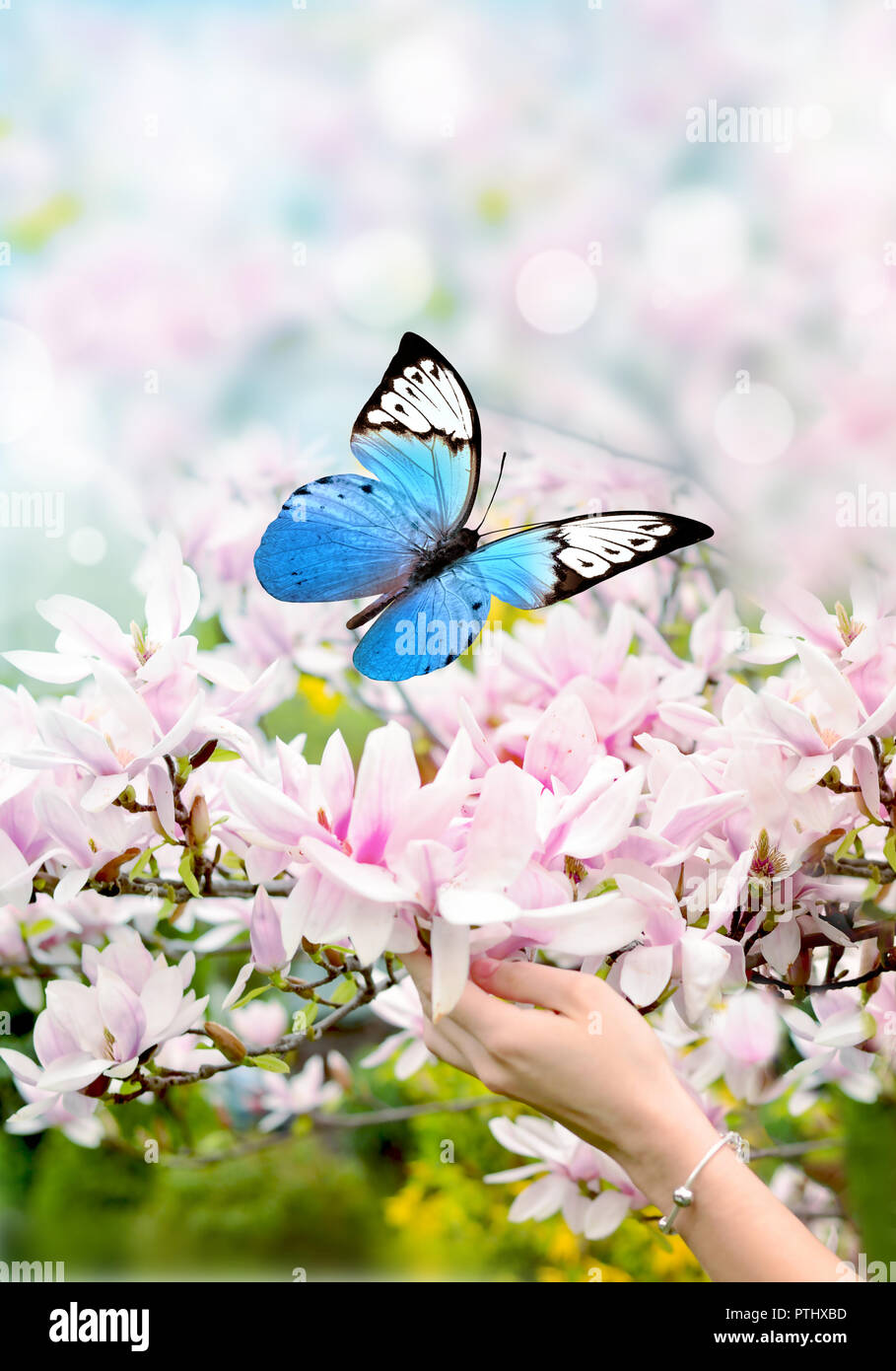 Main de femme sur papillon rose et magnifique magnolia. Banque D'Images