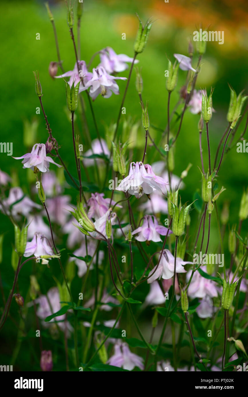 Aquilegia vulgaris Dorothy rose, rose, double ancolie, grannys bonnet,fleur,printemps,jardin,fleurs,Fleurs RM Banque D'Images