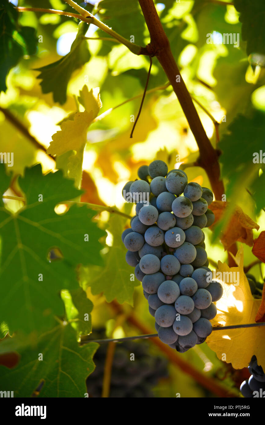 Raisin prêt à être récolté dans un vignoble dans la Napa Valley, California USA Banque D'Images