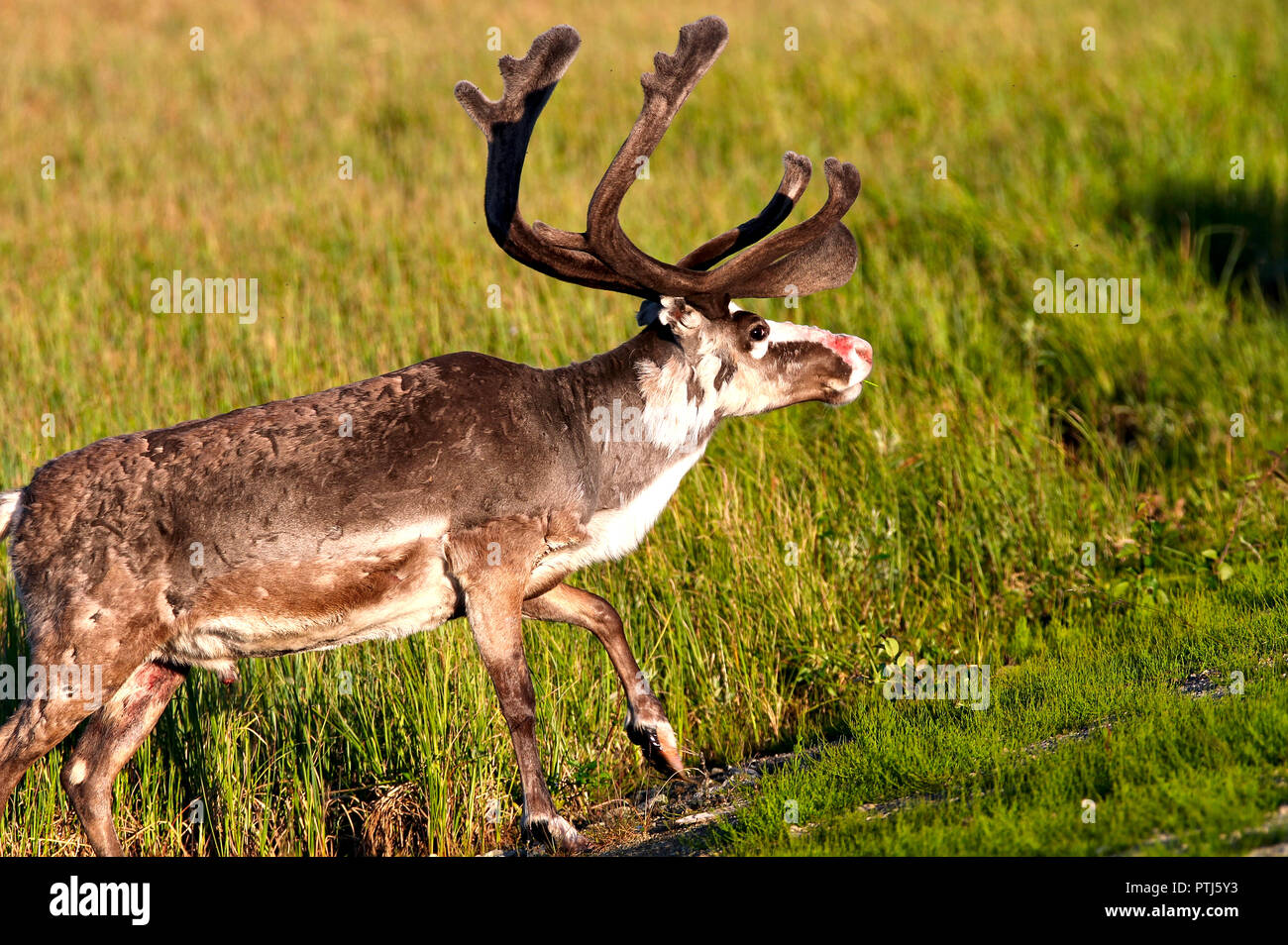 Bois de renne avec de gros nez rouge et de refroidissement sur le champ dans soleil du soir. Photo de renne mâle avec de l'herbe verte sur l'arrière-plan. Banque D'Images
