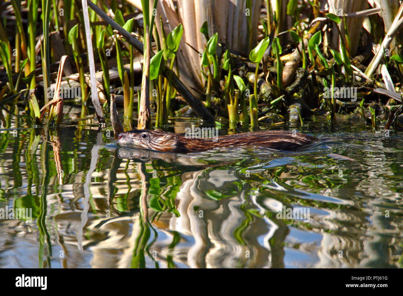 Piscine de rat musqué sur l'eau, la tête et le haut du corps au-dessus de la surface. Photo prise au printemps, des feuilles fraîches et des plantes sur l'arrière-plan. Banque D'Images