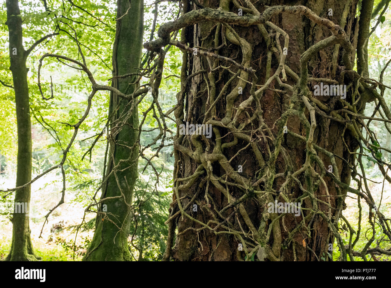 Un enchevêtrement de lierre poussant sur un tronc d'arbres conifères. Banque D'Images