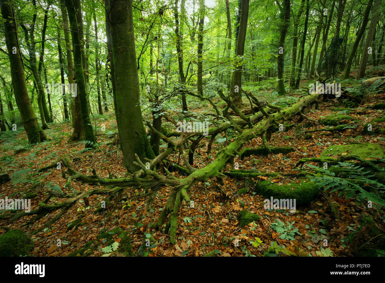 Couverts moussus arbre tombé dans la forêt dans le sud du Pays de Galles. Banque D'Images
