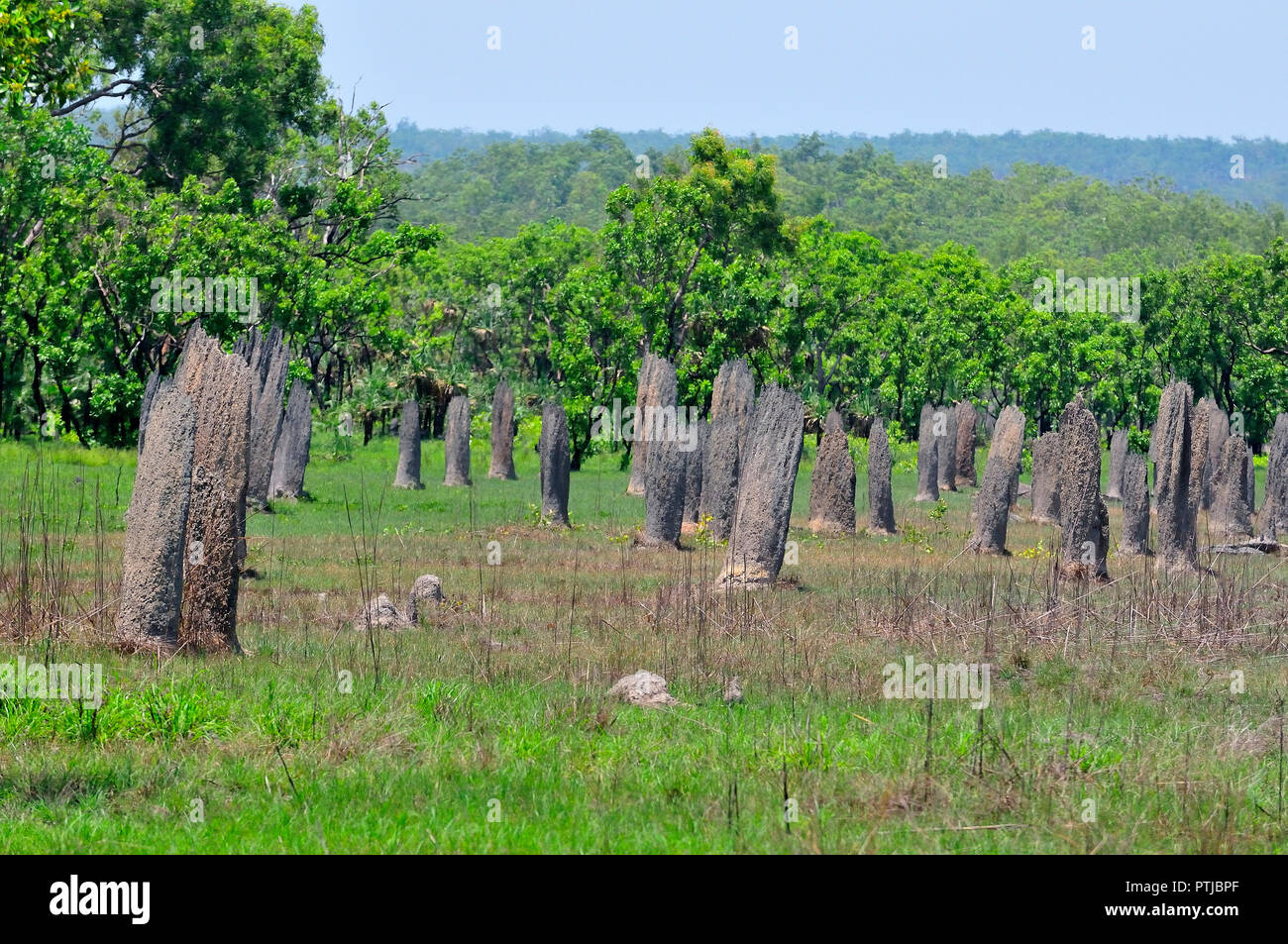 Termitières magnétiques, Amitermes meridionalis, Lichfield National Park, Territoire du Nord, Australie Banque D'Images