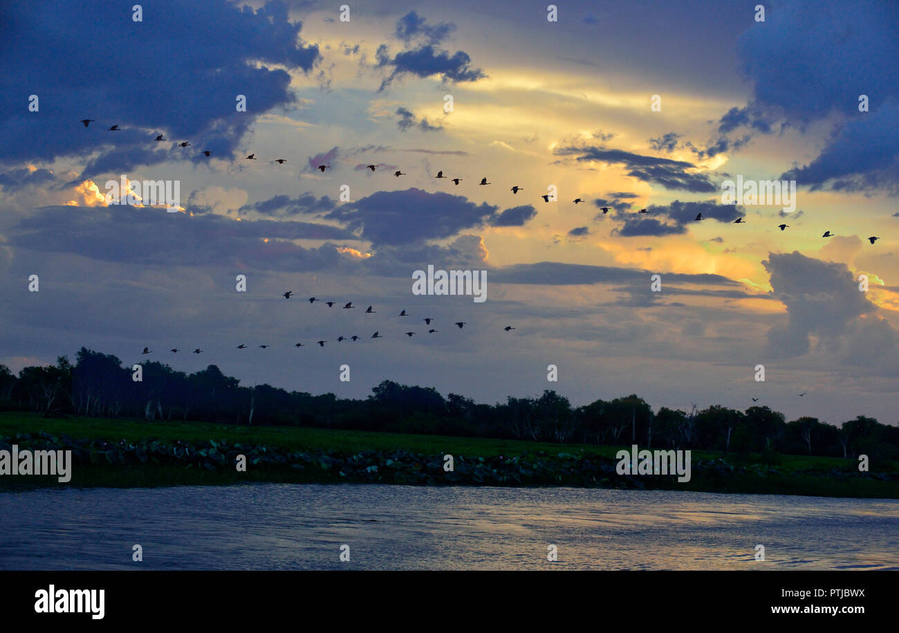 Magpie Geese volant en formation au coucher du soleil sur l'eau jaune Billabong, Kakadu, Territoire du Nord, l'extrémité supérieure, de l'Australie Banque D'Images