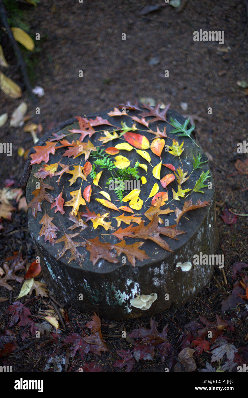 Une œuvre artistique originale et spirale de couleur rouge, marron, jaune et vert, les feuilles d'automne sur une souche dans la forêt, dans la région de Roche Point Park, BC, Canada Banque D'Images