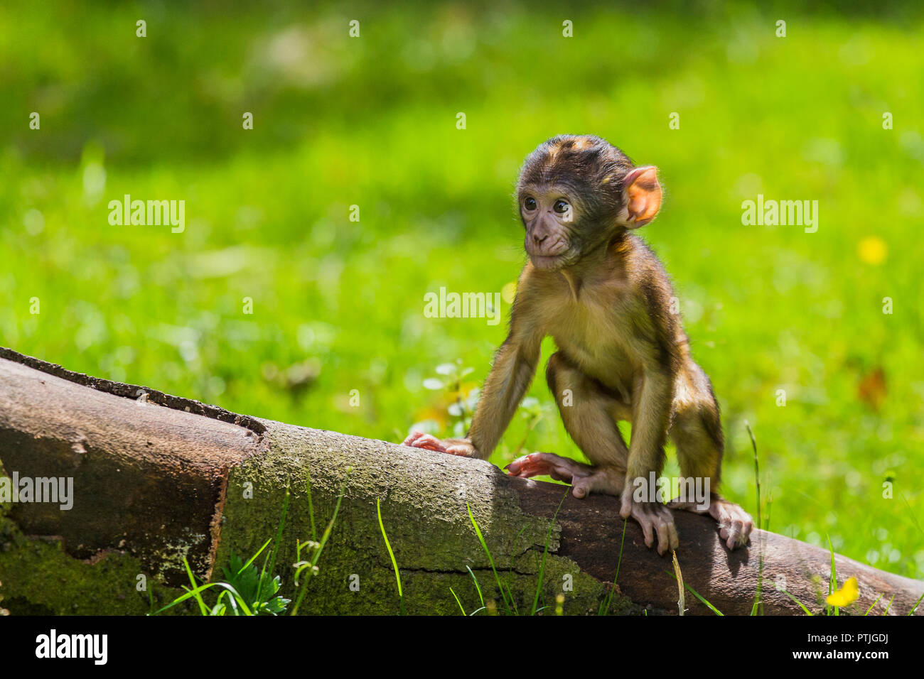 La pratique d'escalade pour un bébé macaque de barbarie. Banque D'Images