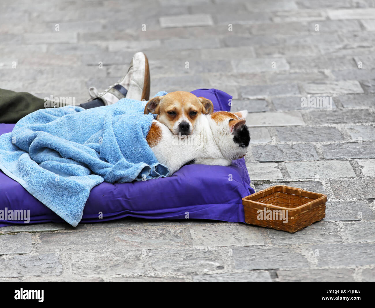 Chat Et Chien Mendier Dans La Rue Ensemble Banque Dimages