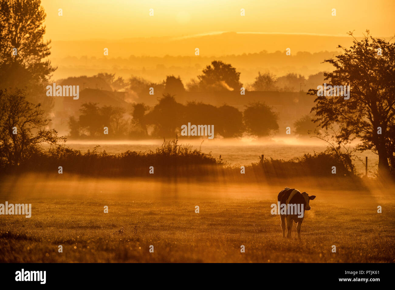 Le soleil se lève sur un champ de vaches sur les terres agricoles près de Bradford-on-Avon, dans le Wiltshire en tant que les températures restent douces pour octobre. Banque D'Images