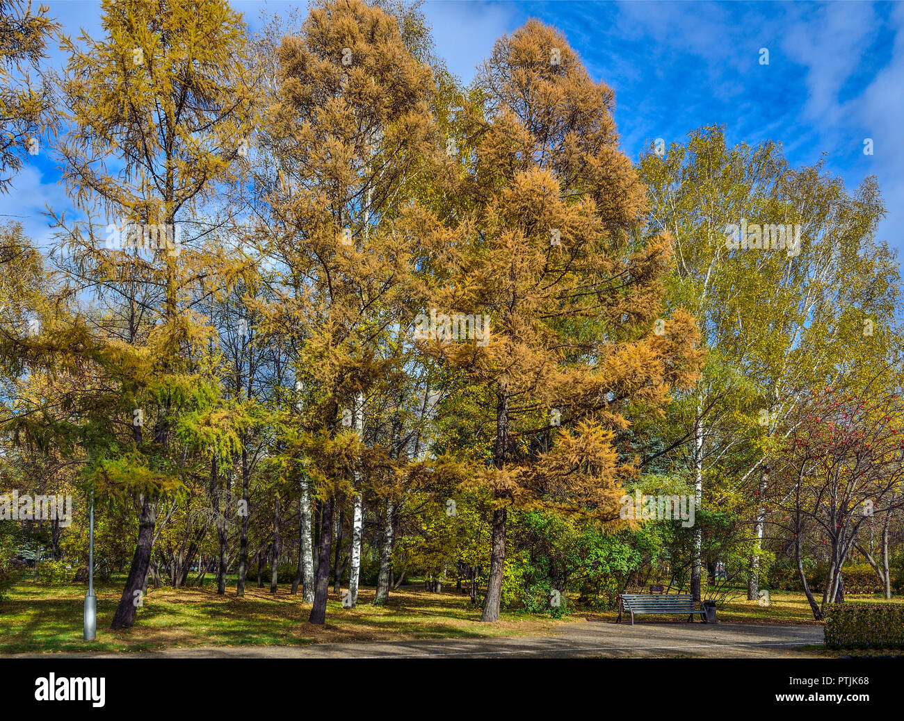 Coin douillet de l'automne avec le banc de parc en vertu de bouleaux, de mélèzes et de Rowan Tree avec des grappes de fruits rouges à la journée ensoleillée Banque D'Images