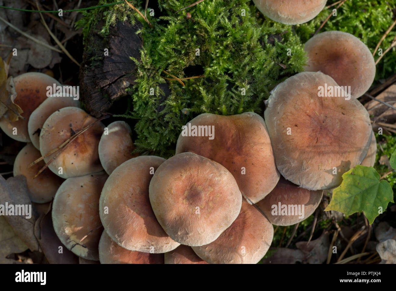 Brique Hypholoma lateritium cap champignons sur souche d'arbre Banque D'Images